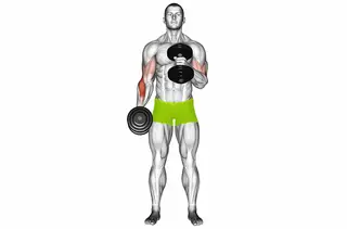Hammer Curl demo